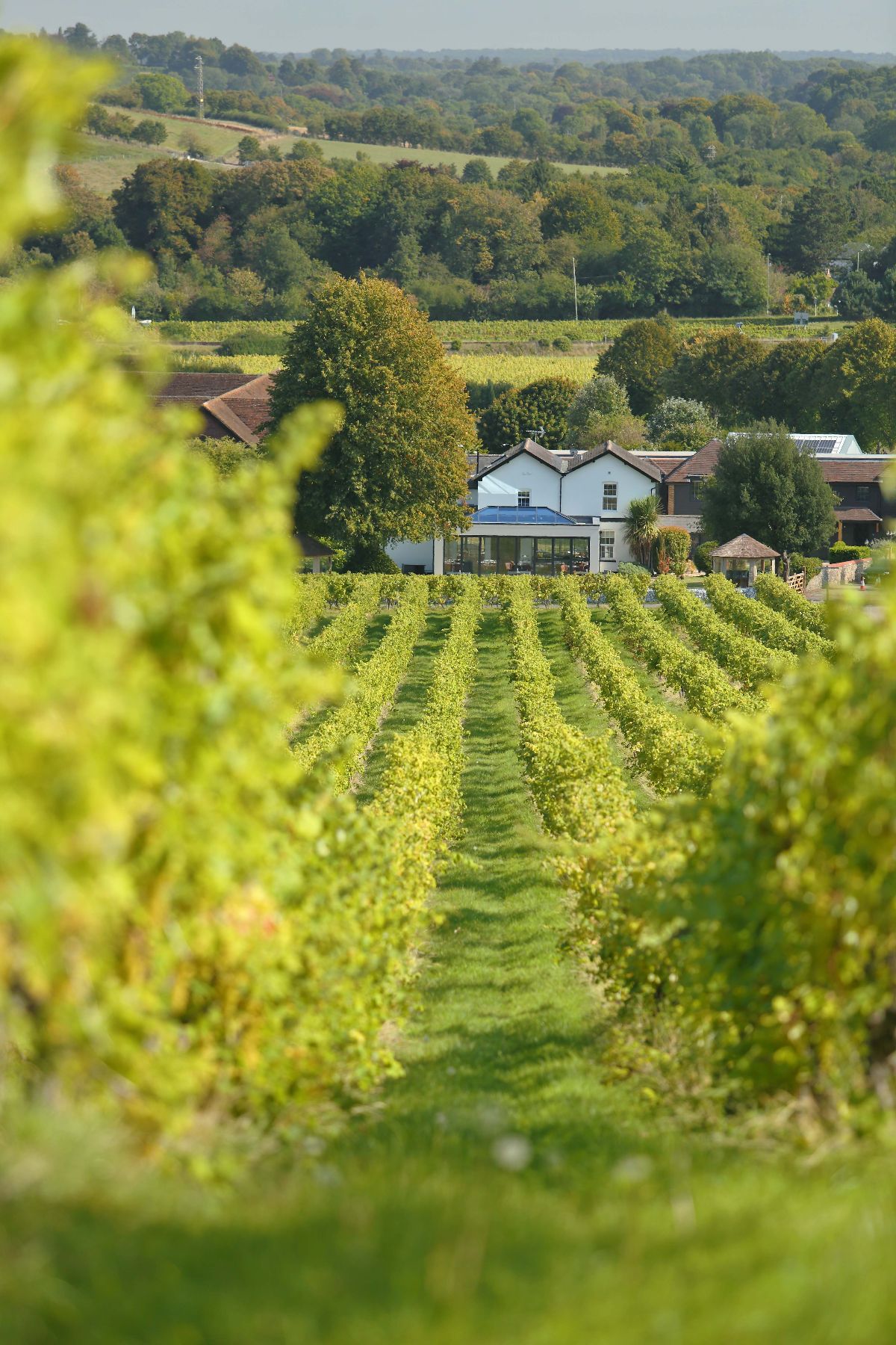 Gallery Item 5 for Denbies Wine Estate